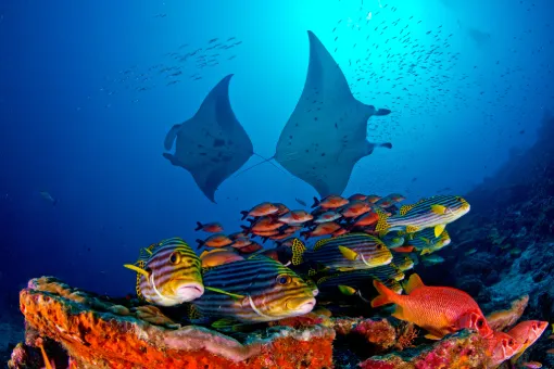 Mantas zwischen bunten Fischen