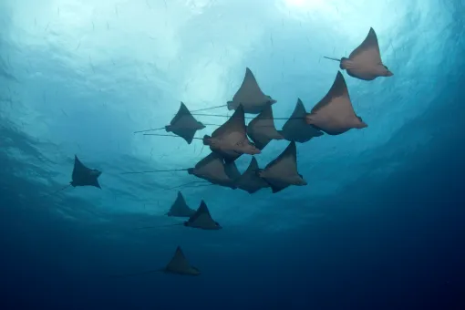 Manta Schwarm auf den Malediven