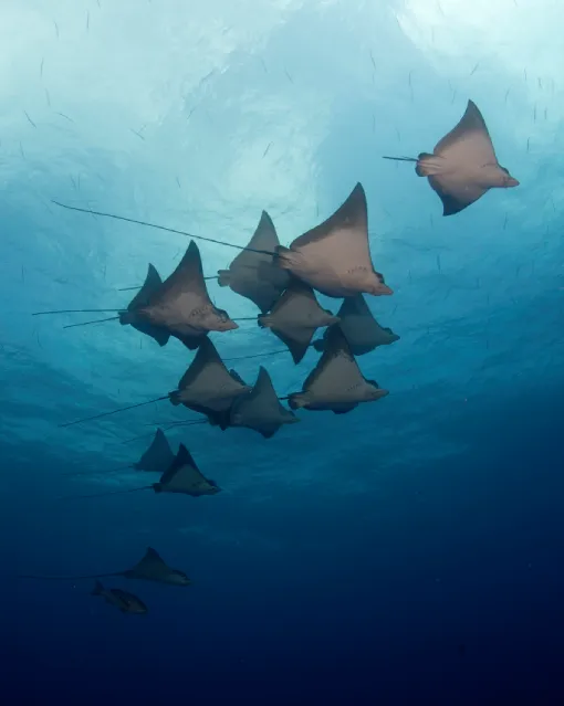 Manta Schwarm auf den Malediven